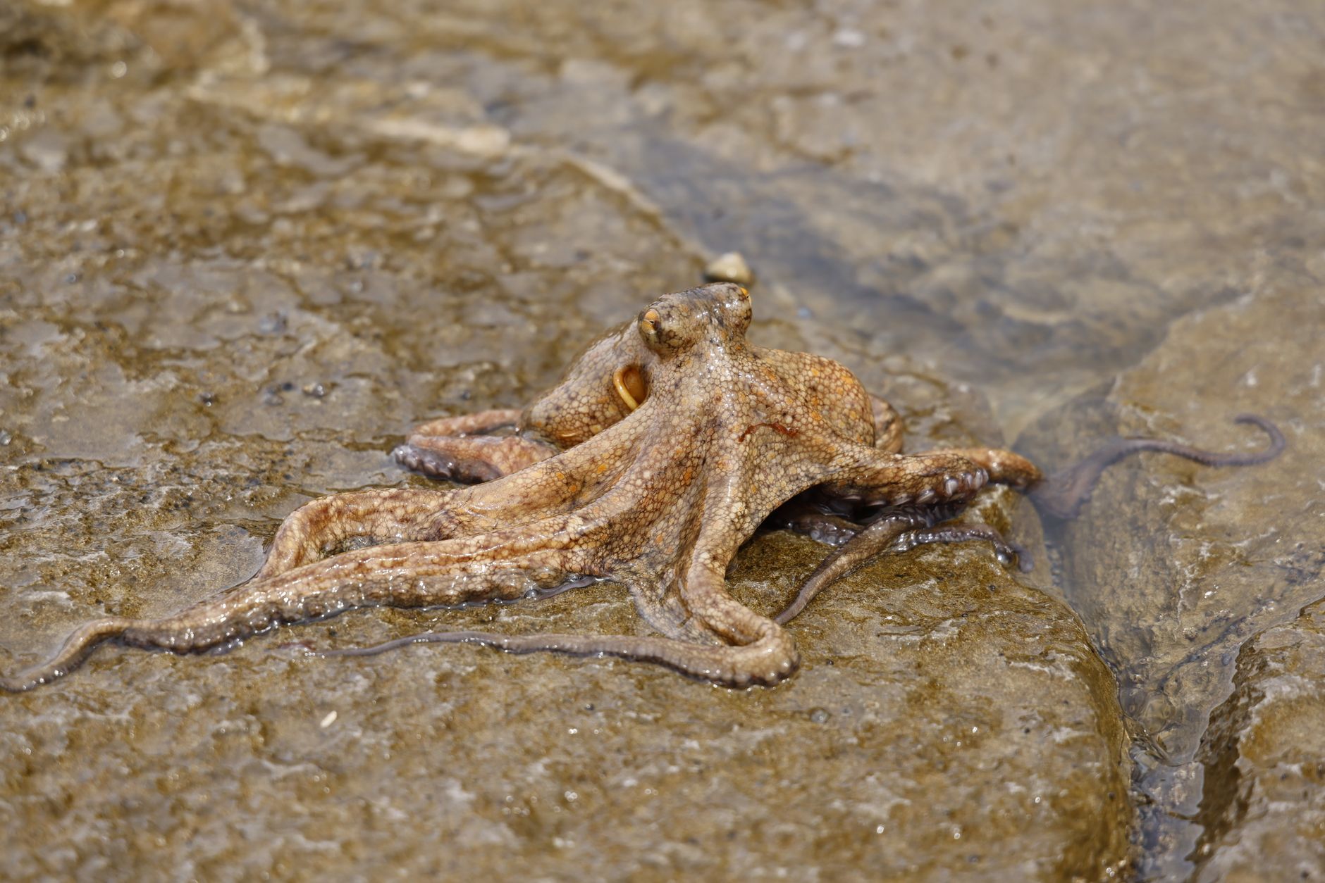 Octopuses Have Three Hearts, and Two Stop When They Swim