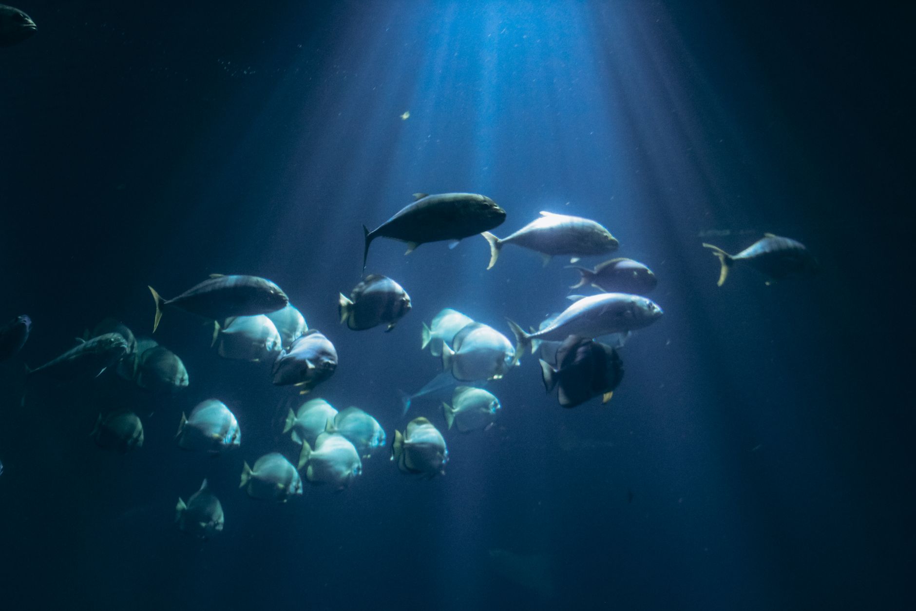 The Ocean's Pressure Can Crush You in Seconds