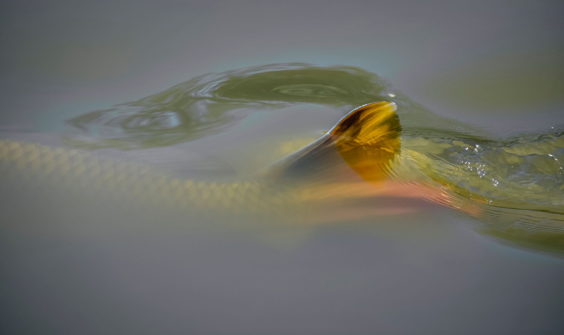 Fish Can Hear You Better Than You'd Think