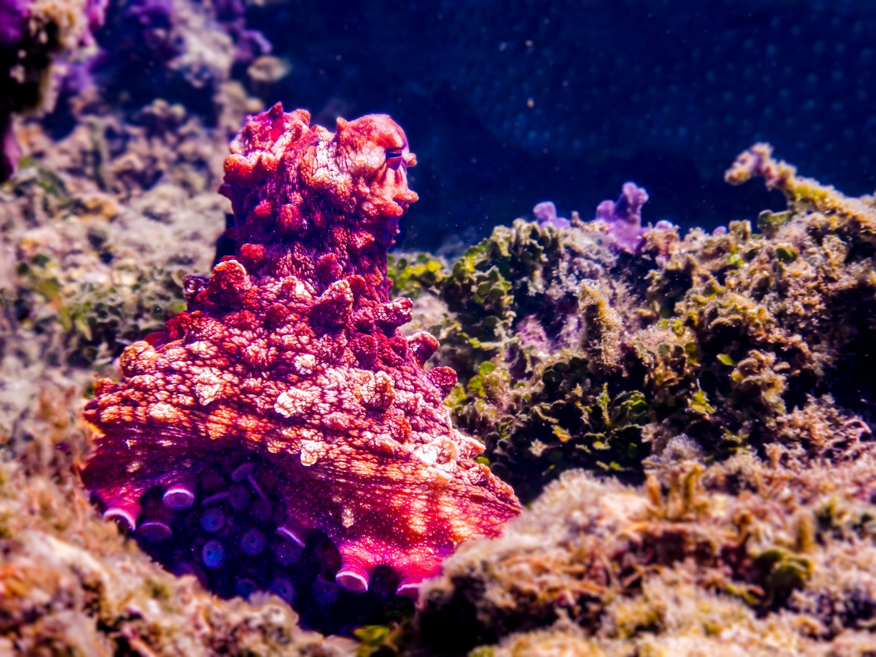 Octopuses Have Nine Brains, Not One
