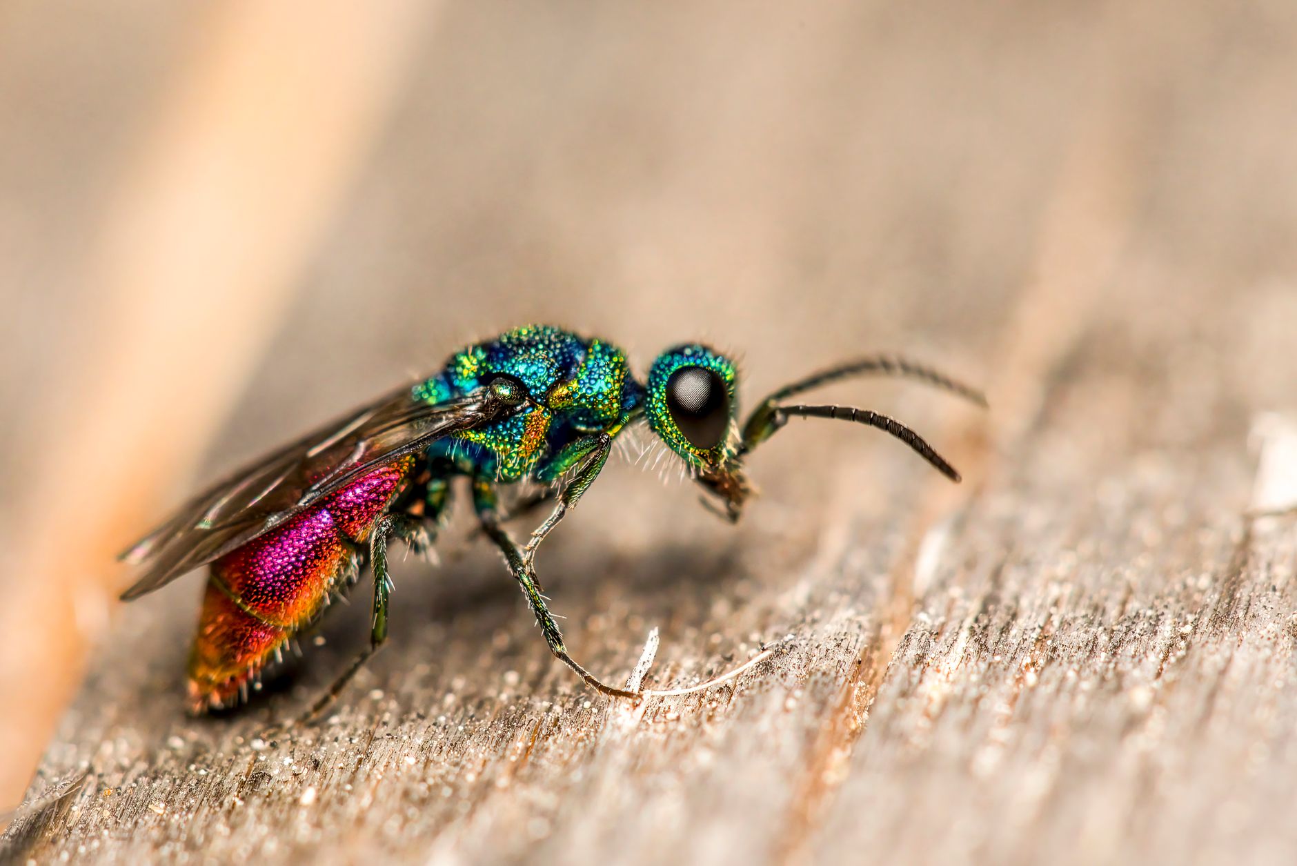 The Jewel Wasp's Mind-Control Sting
