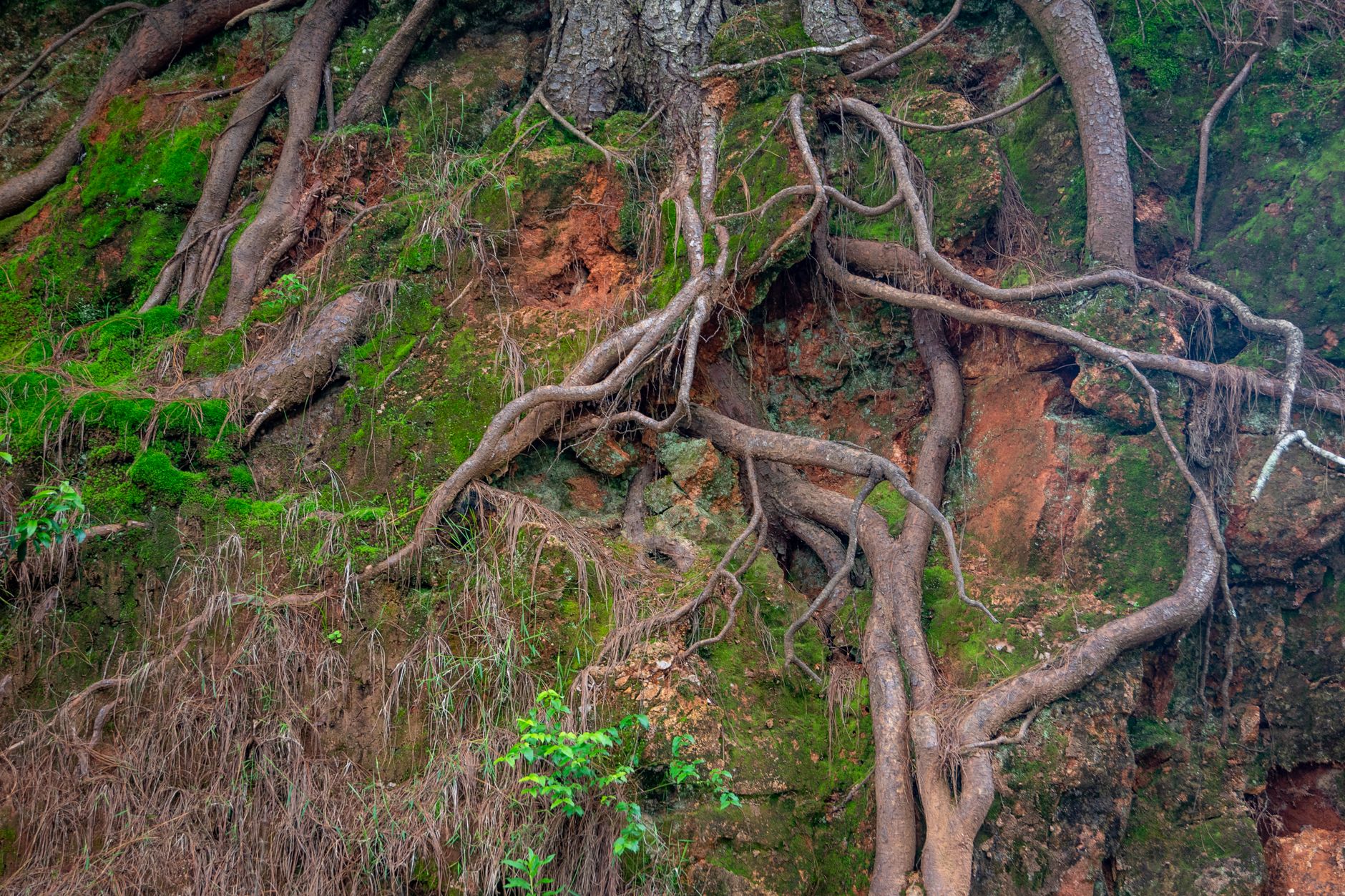 Trees Can Talk Underground Through a Fungal Network