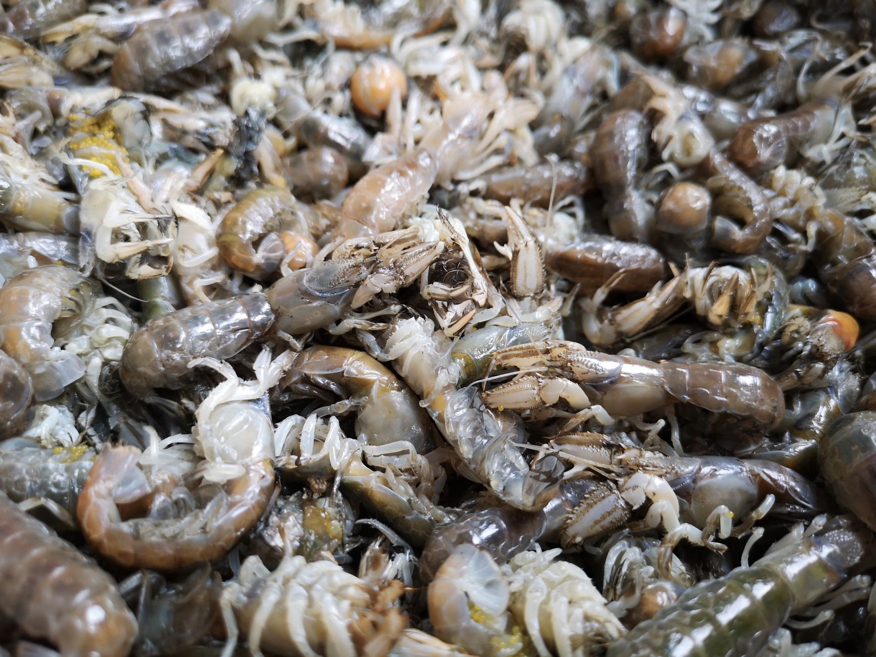 The Mantis Shrimp Punches With the Force of a .22 Bullet