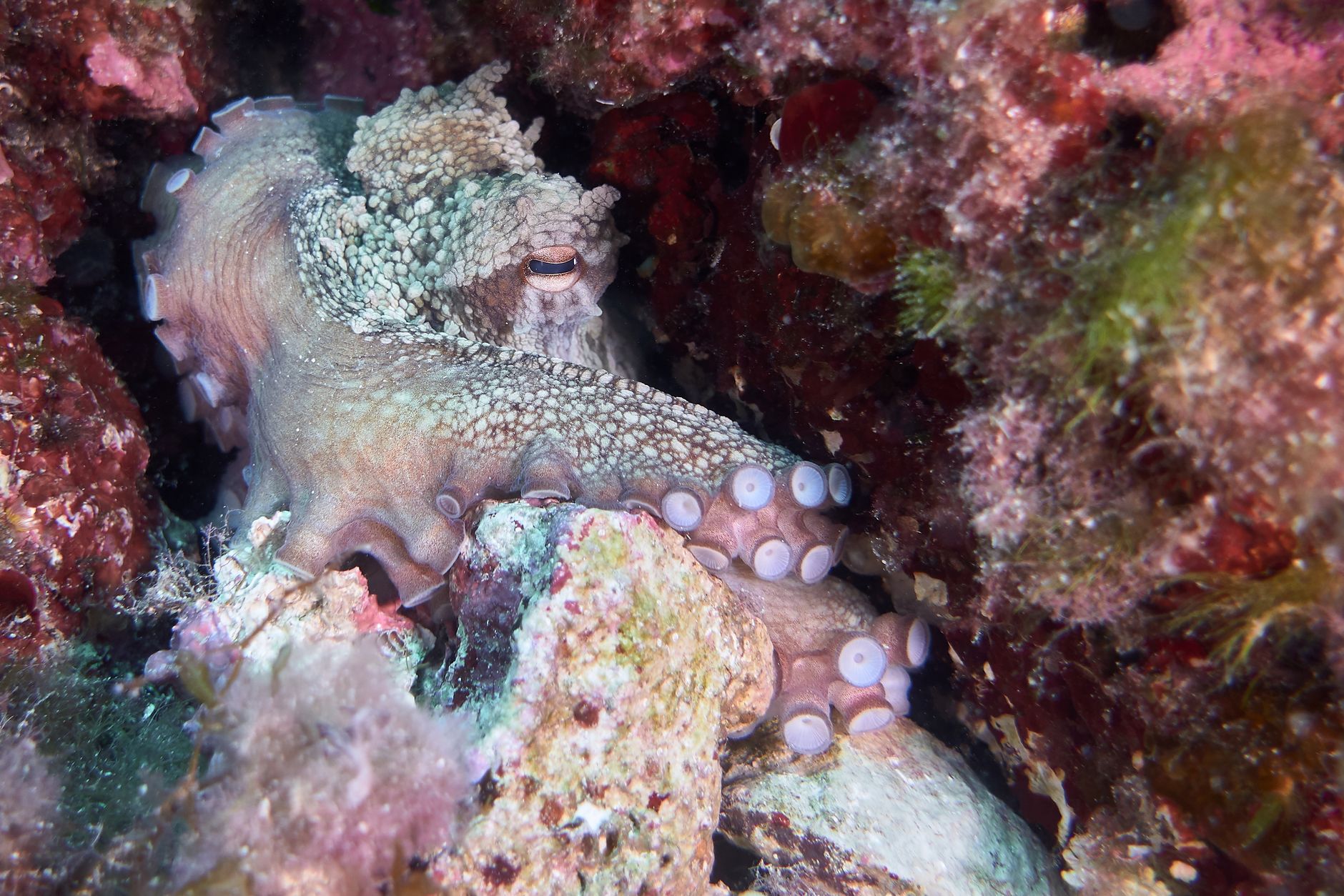 Octopuses Have Nine Brains