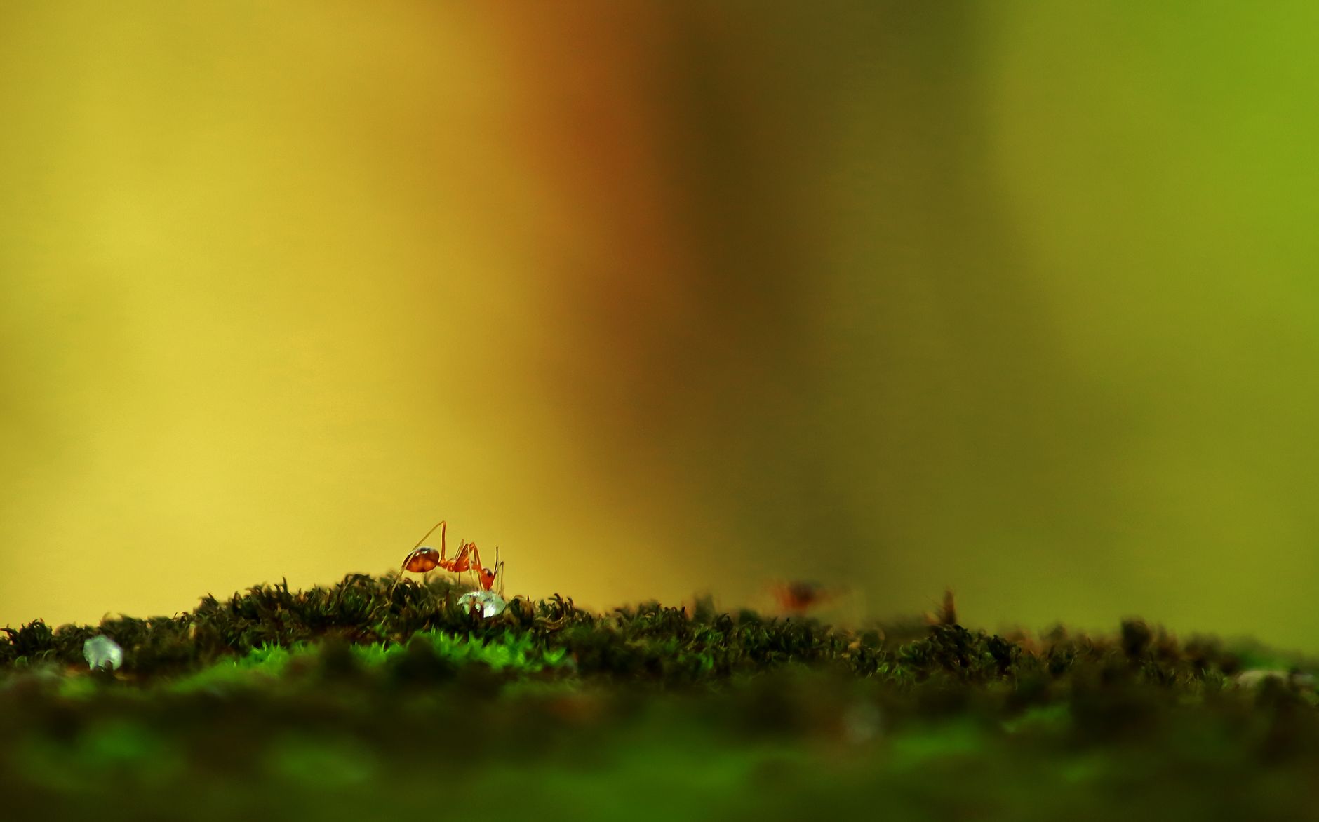 Insects That Weaponize Their Own Exploding Bodies