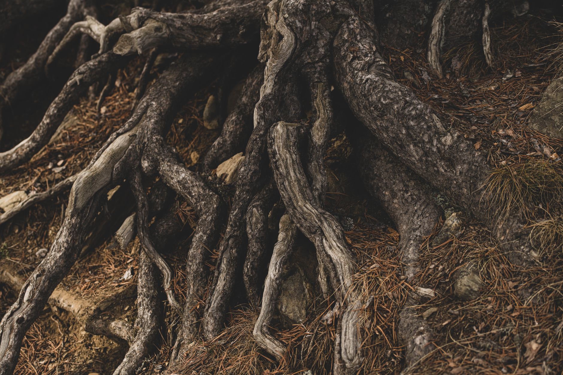 Trees Can Talk to Each Other Underground