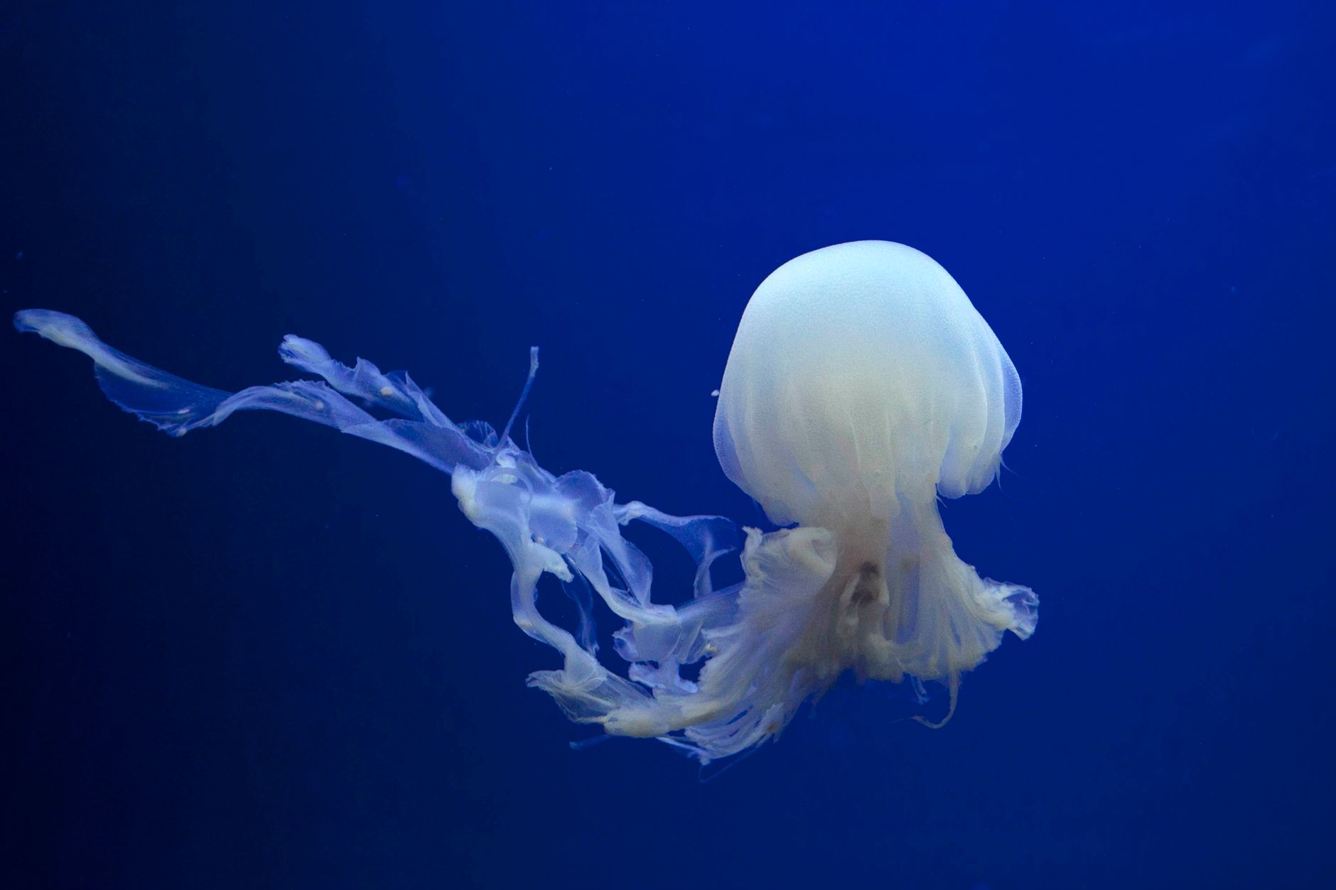 Anglerfish Males Fuse Into Their Mates' Bodies