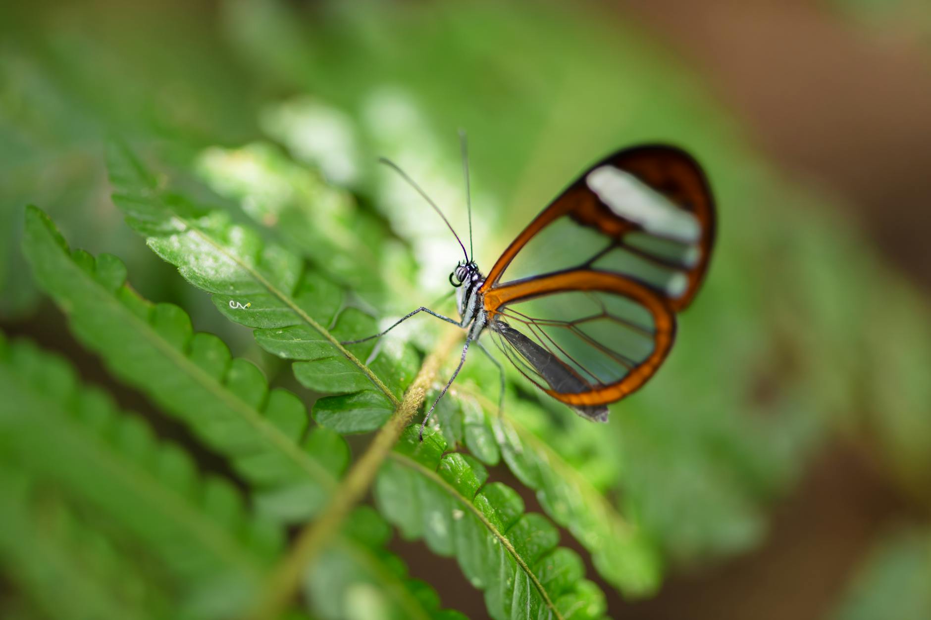 A glasswing butterfly perched on a vibrant green fern leaf, highlighting its transparent wings.