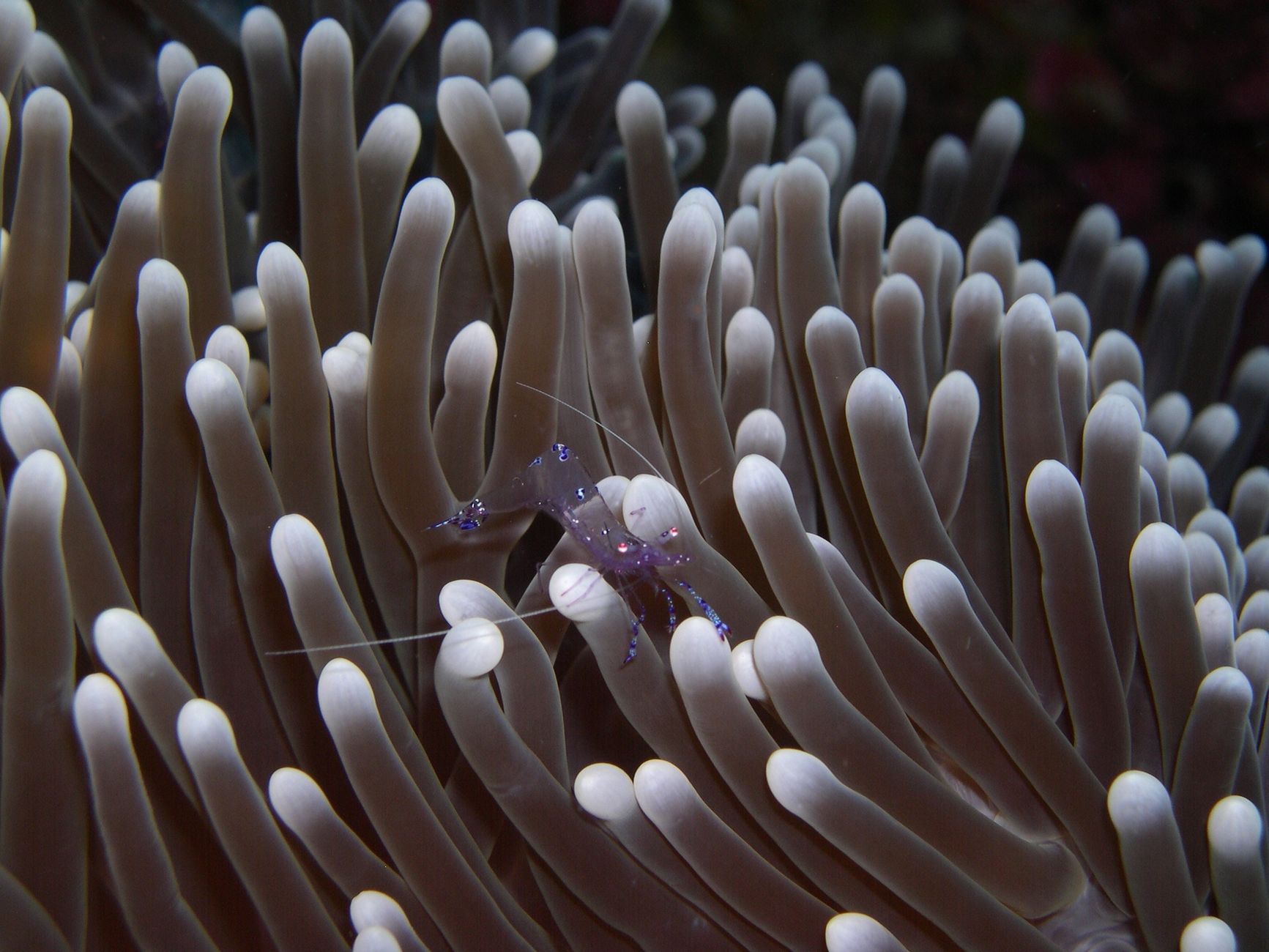 The Mantis Shrimp's Fist Hits as Hard as a .22 Bullet