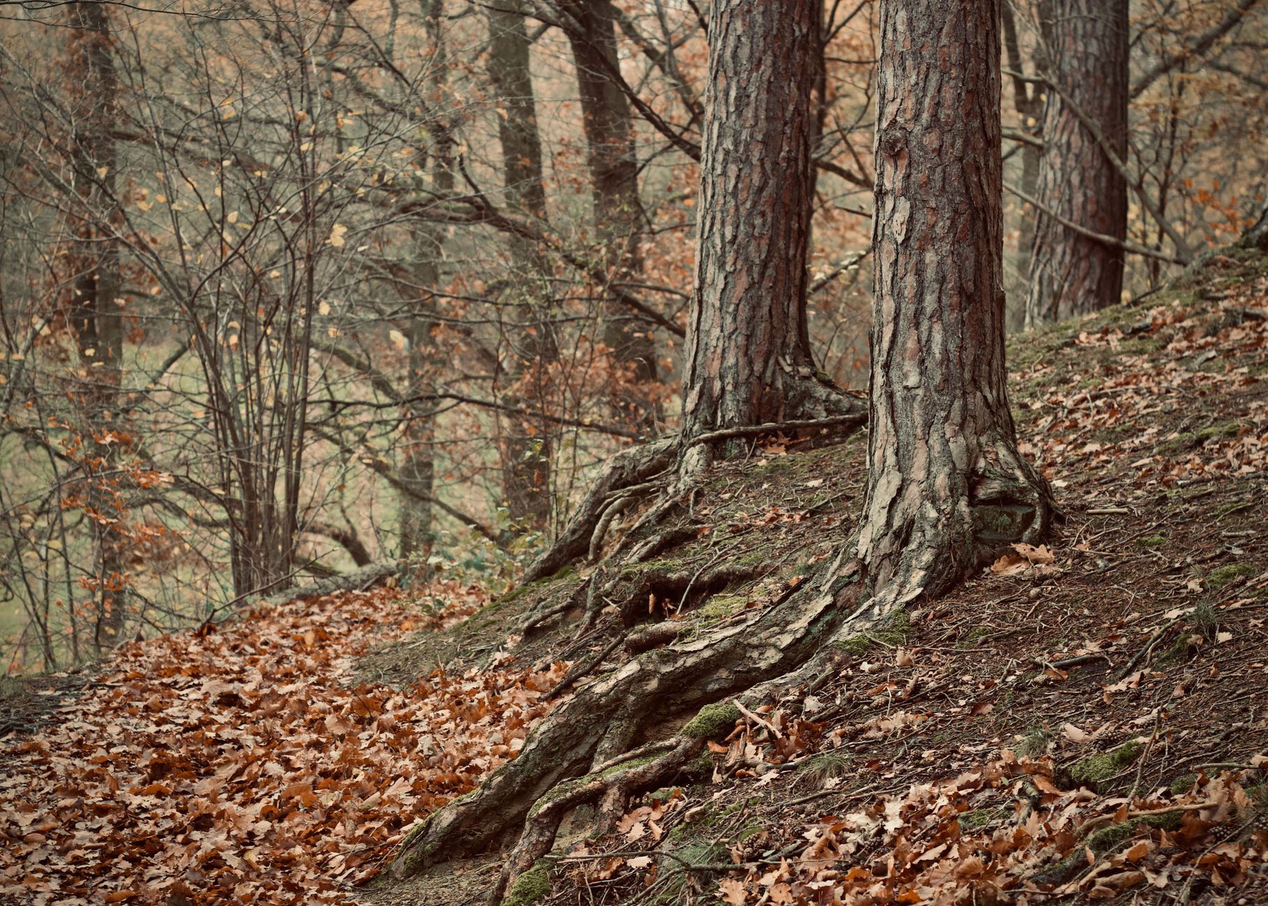 Rustic forest scene with trees and exposed roots in autumn foliage.