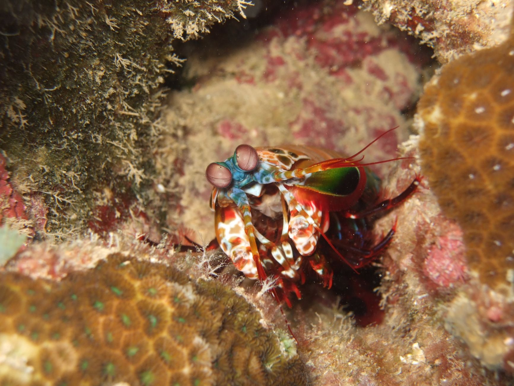 The Mantis Shrimp Punches With the Force of a Bullet