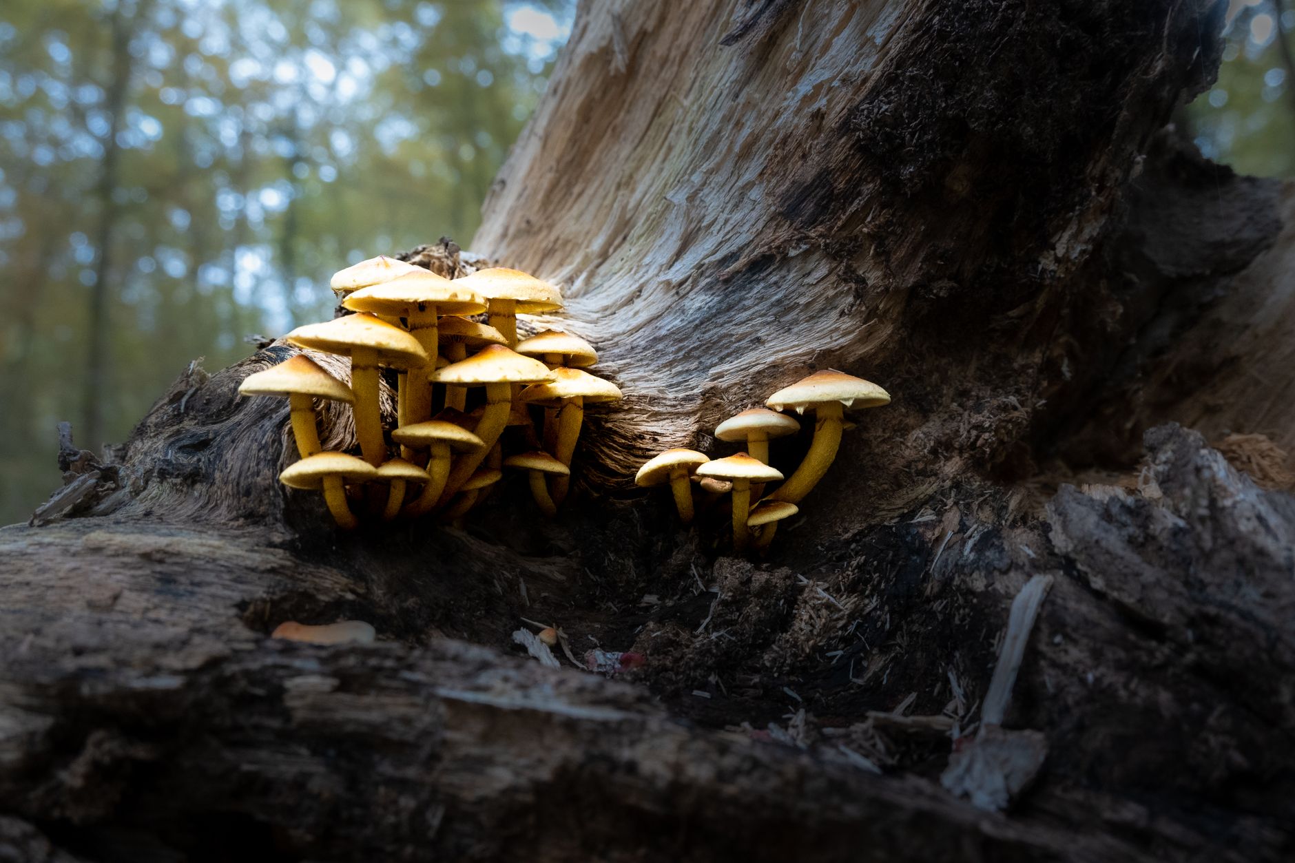 Trees Can Share Food Underground Through Fungal Networks