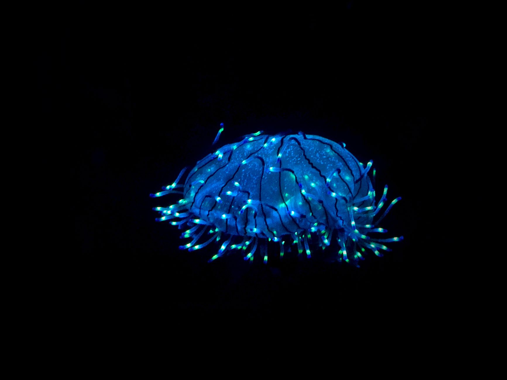 The Ocean's Midnight Zone Never Gets Darker