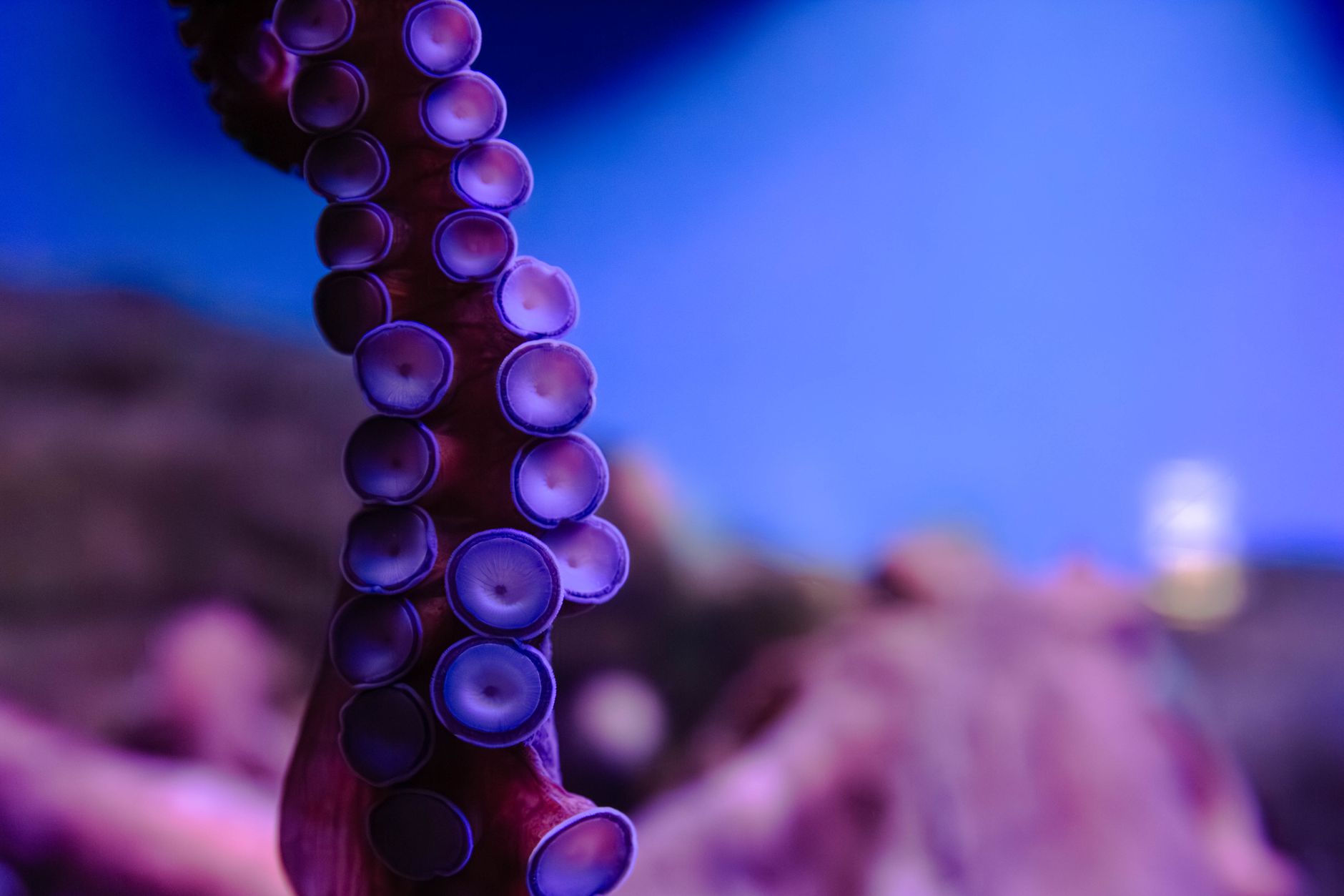 Octopuses Have Nine Brains