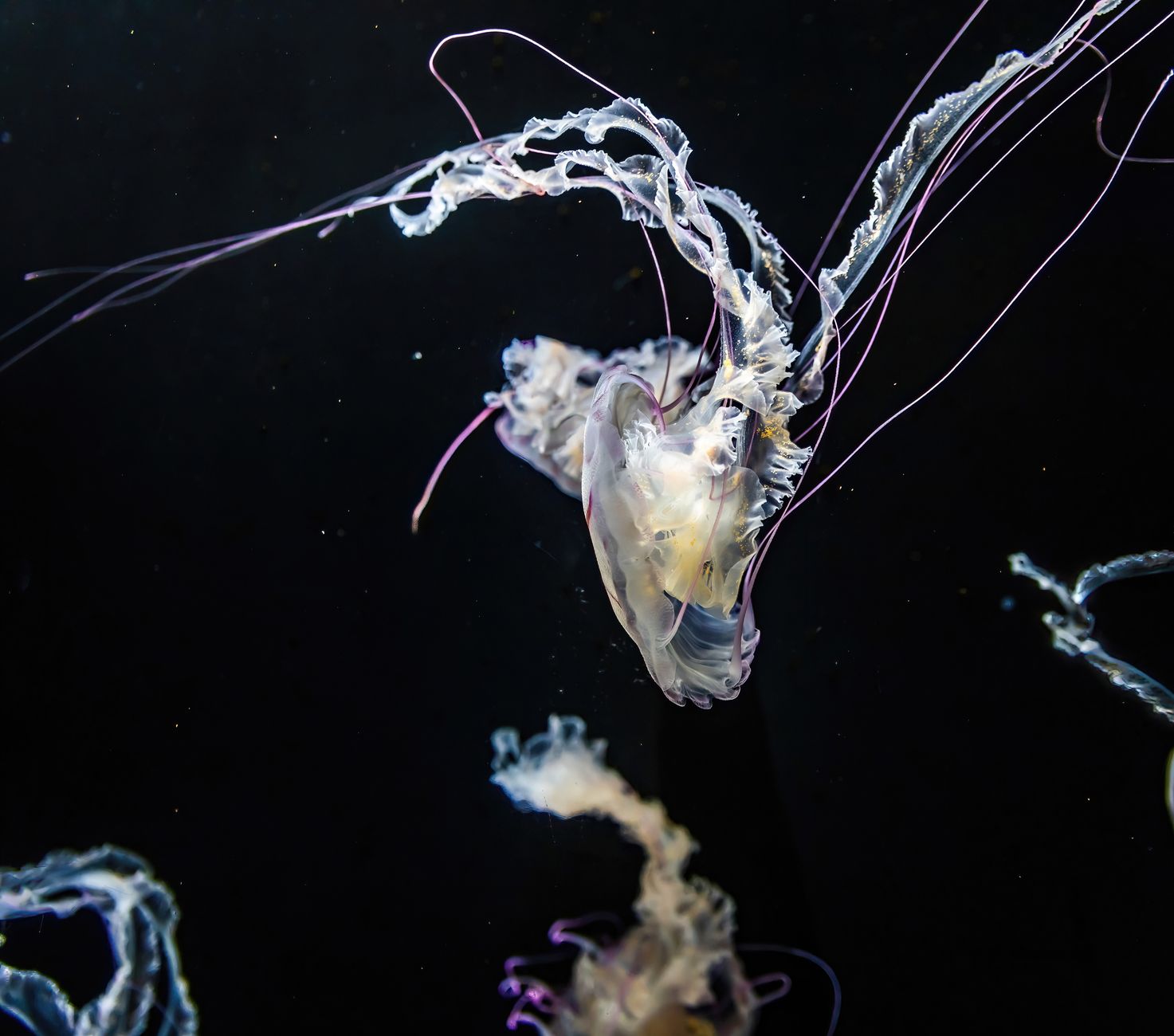 Sunlight Never Reaches 99% of the Ocean Floor