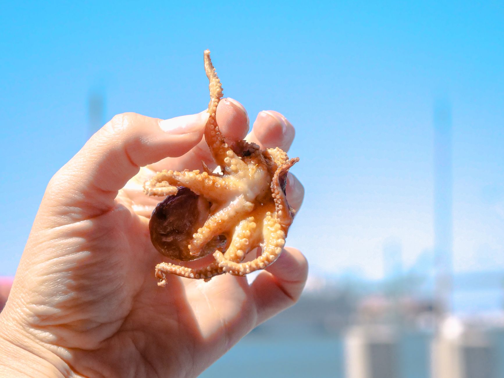 Octopuses Have Nine Brains