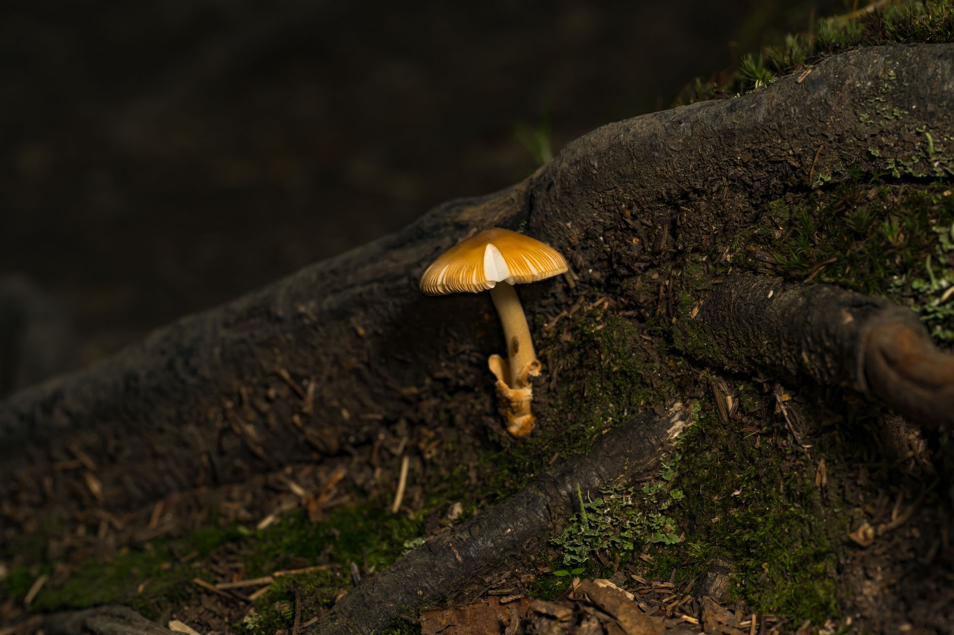 Trees Can Talk Underground Using a Fungal Network