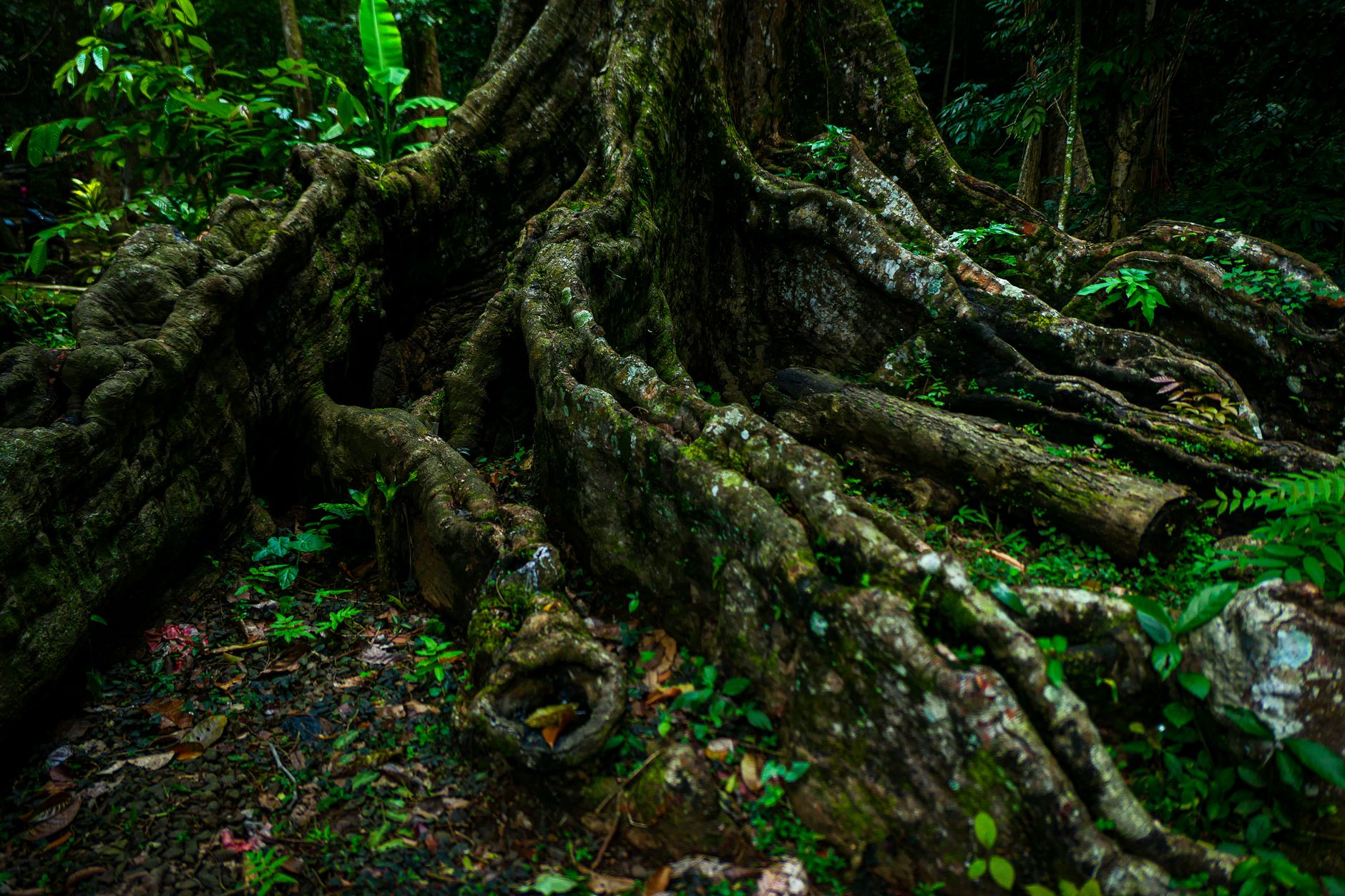 Trees Can Send Distress Signals Through Underground Networks