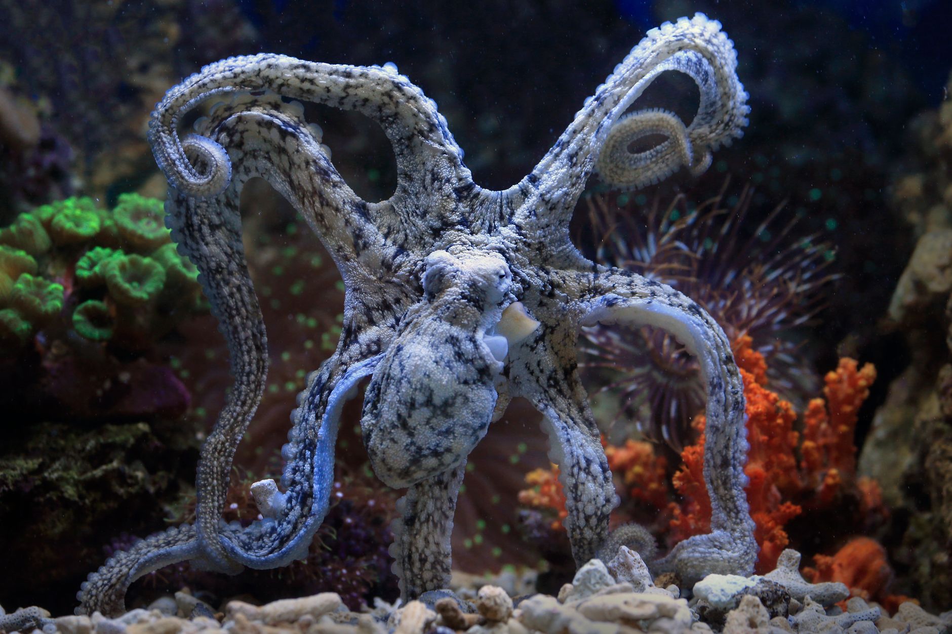 Octopuses Have Three Hearts, and Two Stop When They Swim