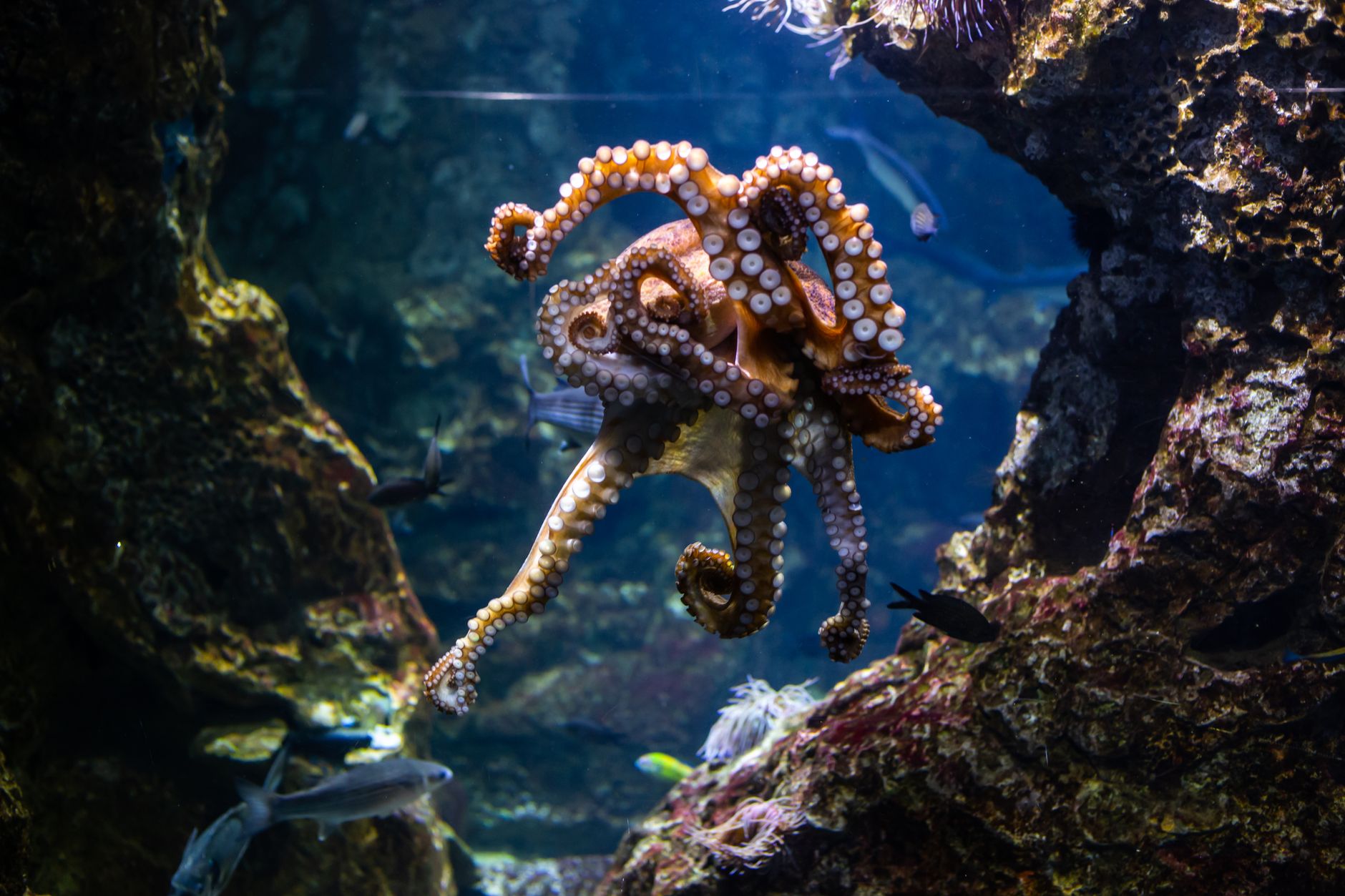 Octopuses Have Three Hearts and Blue Blood