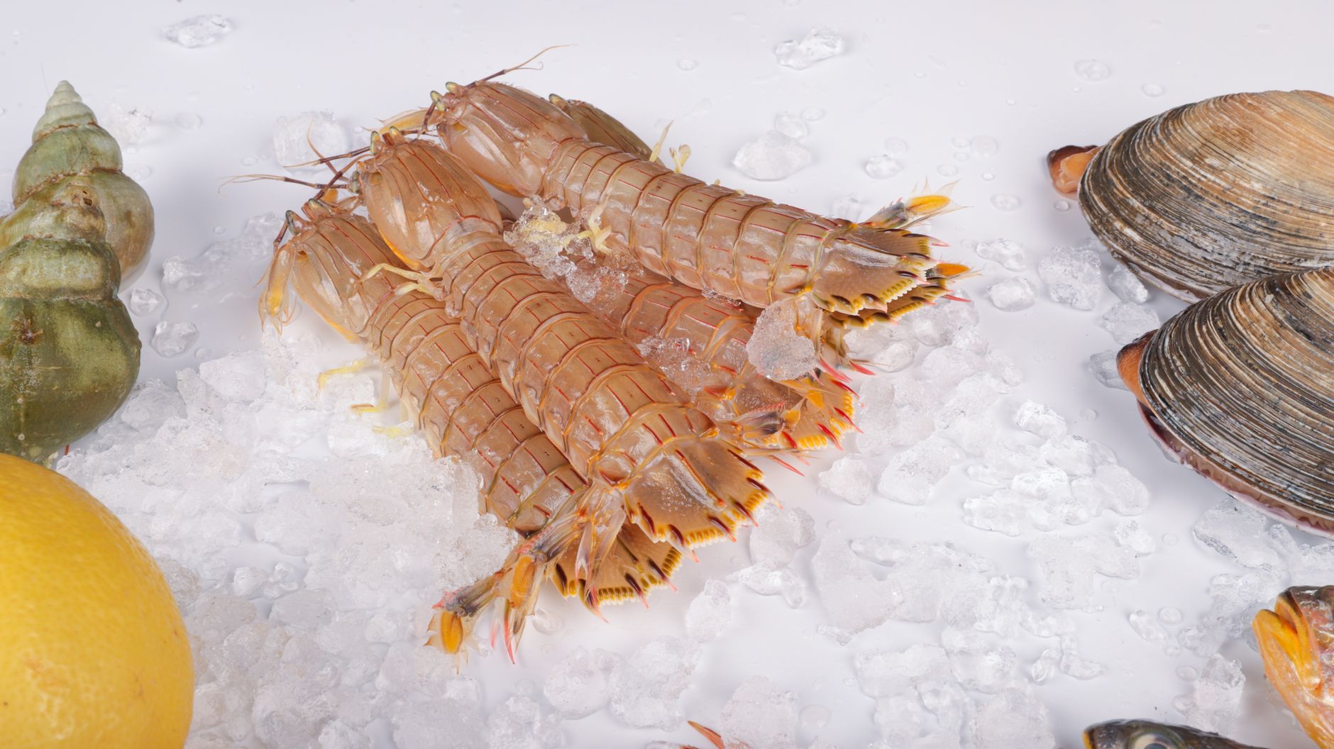 The Mantis Shrimp Punches With the Force of a Bullet