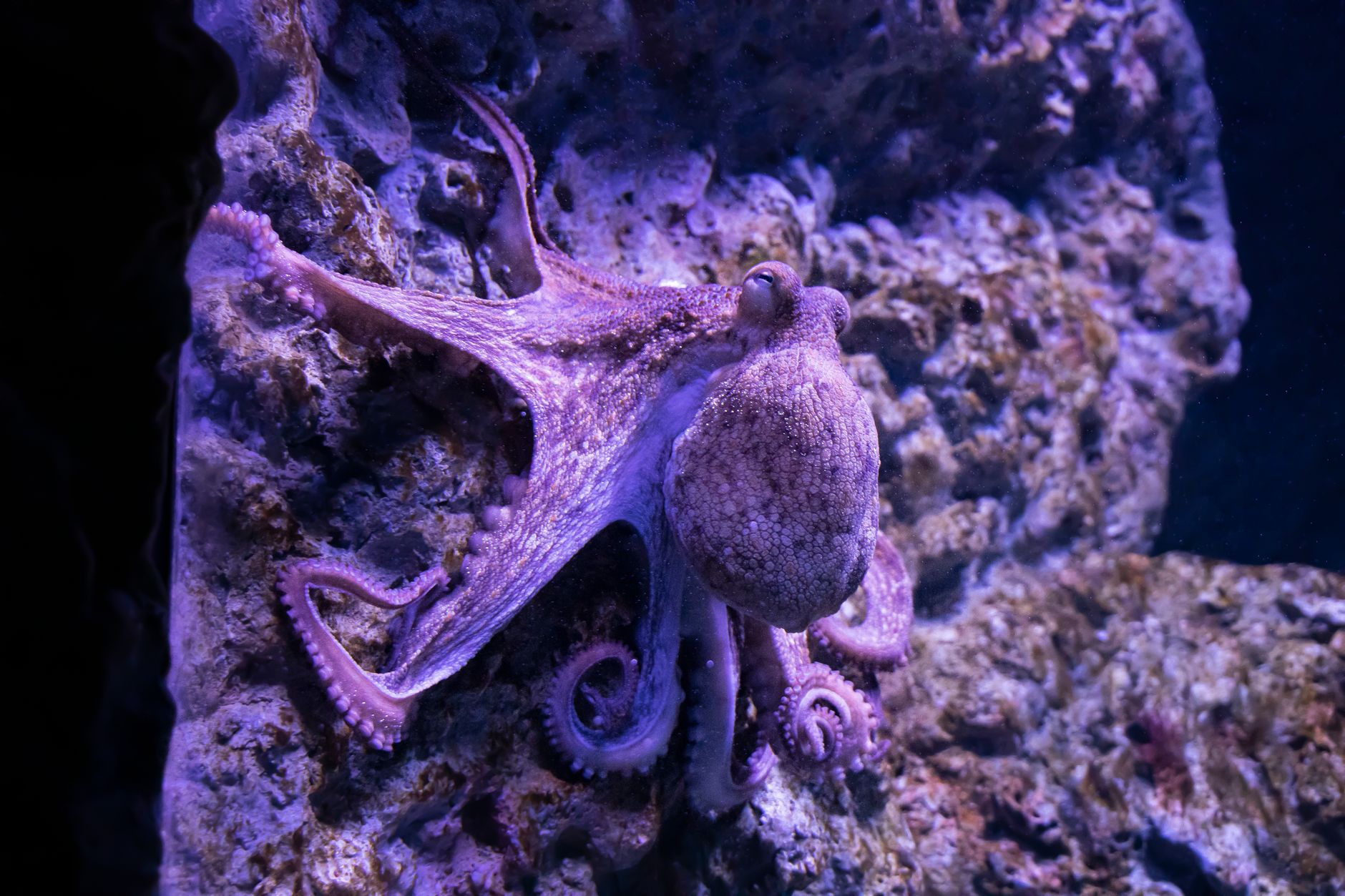 Octopuses Have Three Hearts and Blue Blood