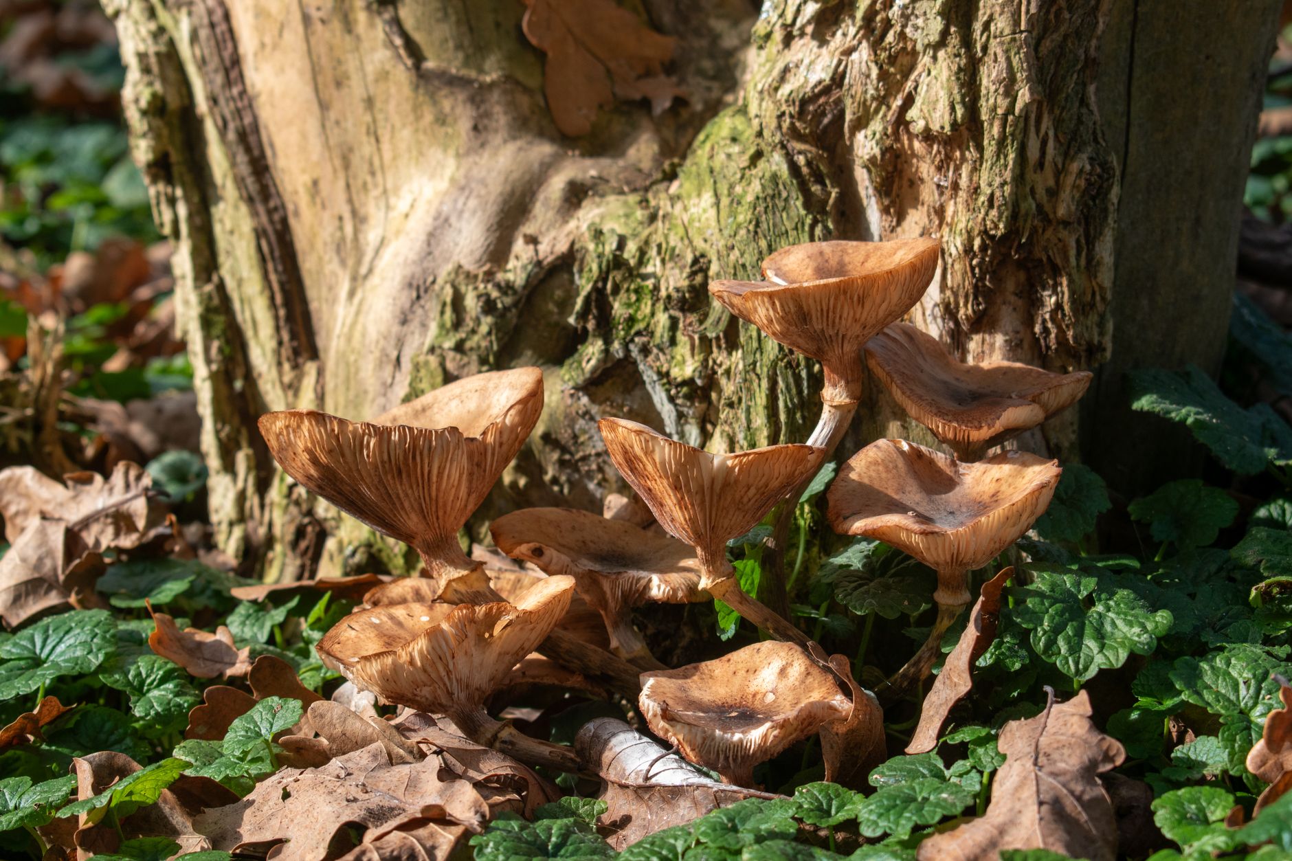 Trees Can Share Food Underground Through a Fungal Network