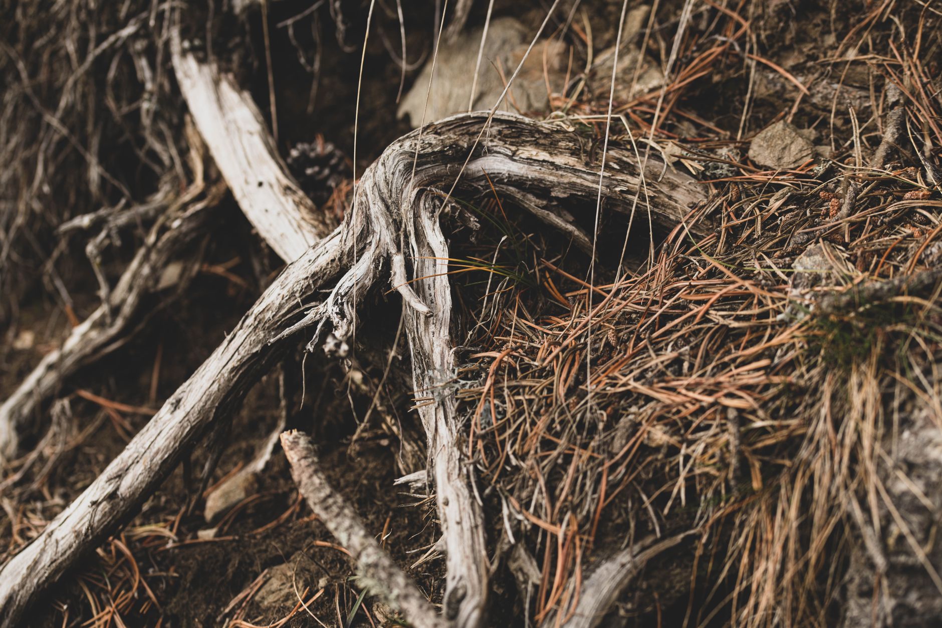 Detailed view of weathered tree roots and pine needles on forest floor, showcasing natural textures and earthy tones.