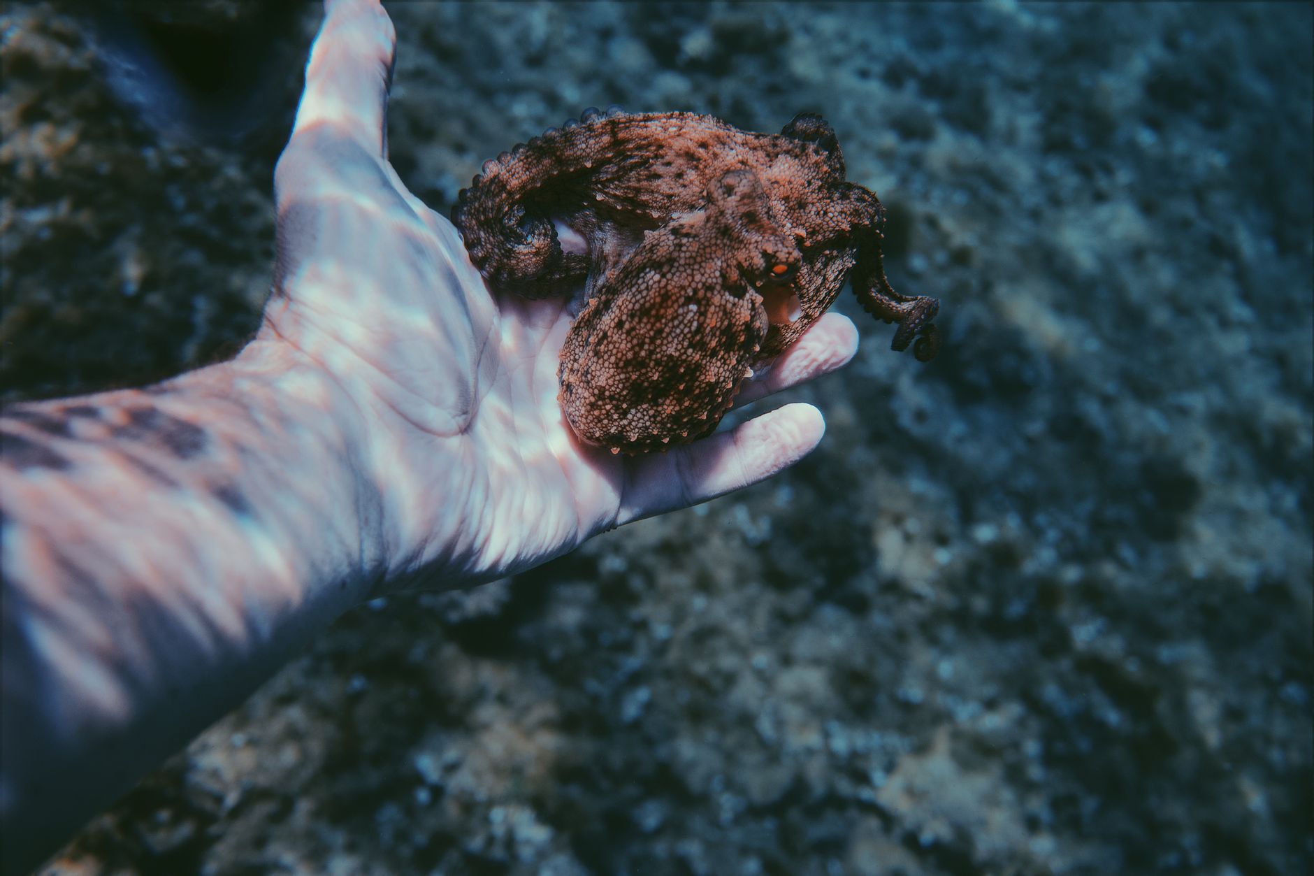Close-up of a hand holding an octopus underwater, showcasing marine life.