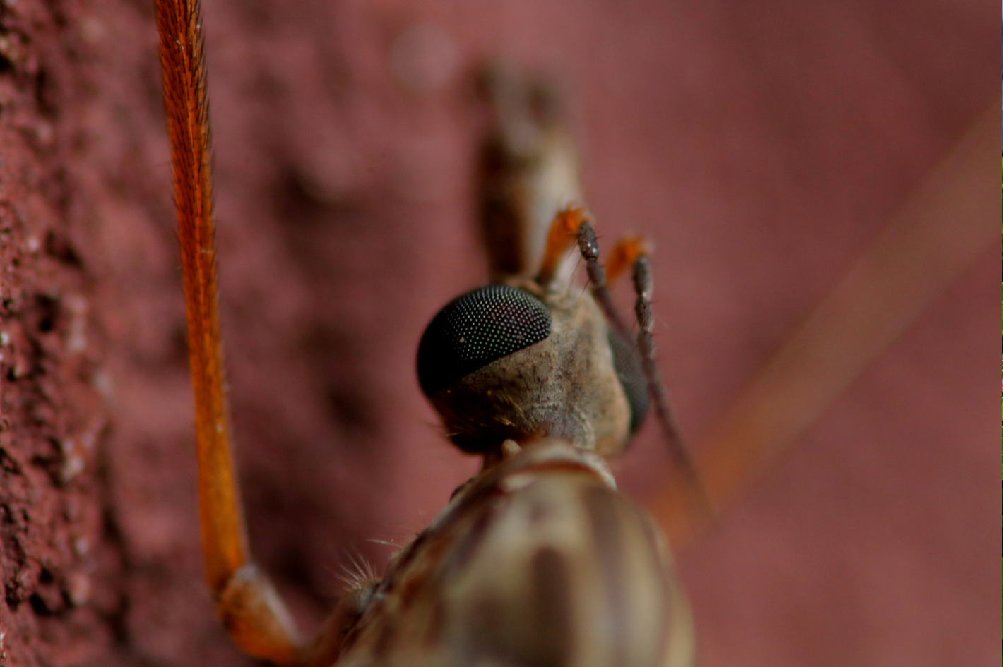 Weird Insects