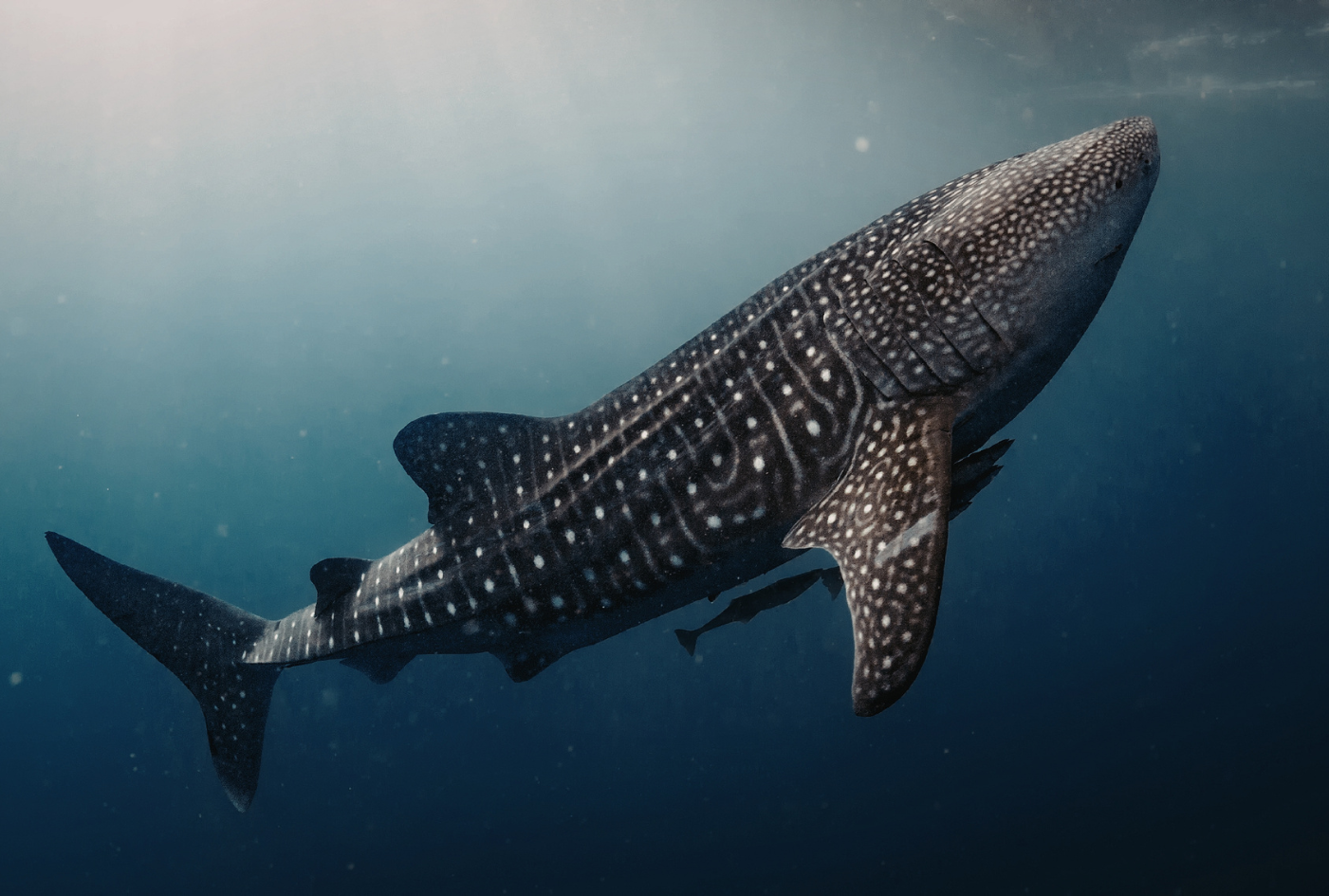 Underwater